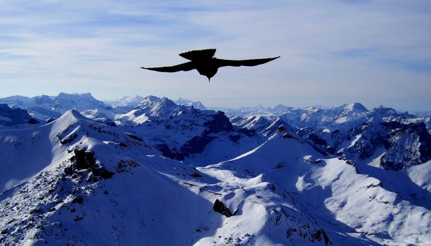 Blackbird sillhouette -Wengen Switzerland