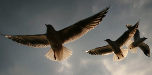 Floating gulls in crossing winds